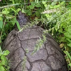 Occoquan Bay National Wildlife Refuge - Woodbridge