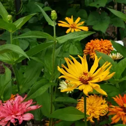 Rippon Lodge - Woodbridge