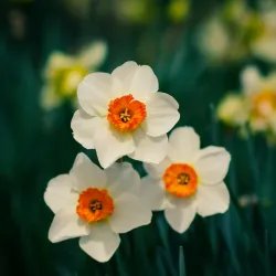 Rippon Lodge - Woodbridge