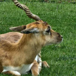 Fort Chiswell Animal Park - Wytheville