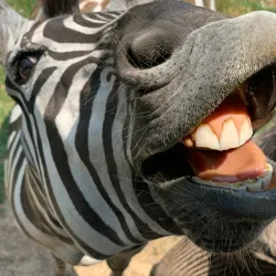 Fort Chiswell Animal Park - Wytheville