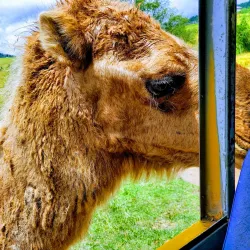 Fort Chiswell Animal Park - Wytheville