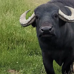 Fort Chiswell Animal Park - Wytheville