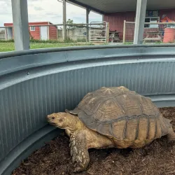 Fort Chiswell Animal Park - Wytheville
