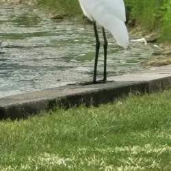 Wytheville Golf Club - Wytheville