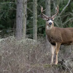 Anacortes Community Forest Lands - Anacortes