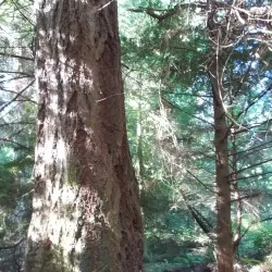 Anacortes Community Forest Lands - Anacortes