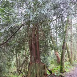 Anacortes Community Forest Lands - Anacortes