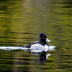 Anacortes Community Forest Lands - Anacortes