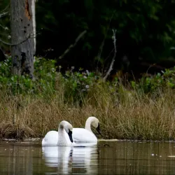 Anacortes Community Forest Lands - Anacortes