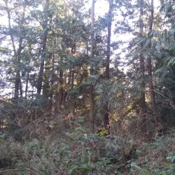 Anacortes Community Forest Lands - Anacortes