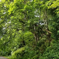 Tommy Thompson Trail - Anacortes