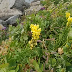 Tommy Thompson Trail - Anacortes