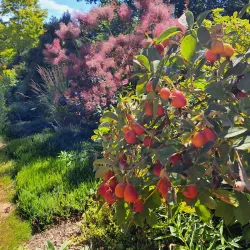 Auburn Botanical Gardens - Auburn