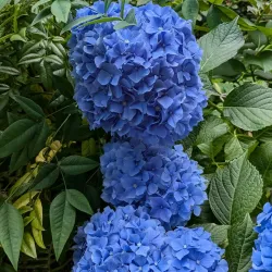 Auburn Botanical Gardens - Auburn