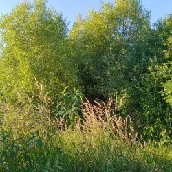 Auburn Environmental Park - Auburn