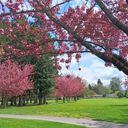 Les Gove Park - Auburn