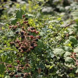 Fort Ward Park - Bainbridge Island