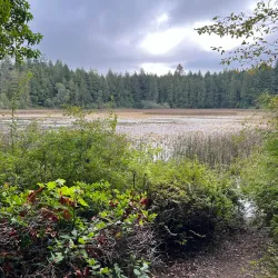 Gazzam Lake Nature Preserve - Bainbridge Island