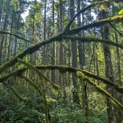Gazzam Lake Nature Preserve - Bainbridge Island