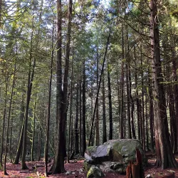 Gazzam Lake Nature Preserve - Bainbridge Island