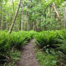 Gazzam Lake Nature Preserve - Bainbridge Island