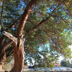 Winslow Waterfront Park - Bainbridge Island