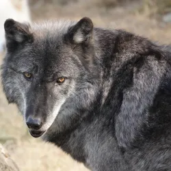 Cougar Mountain Zoo - Bellevue