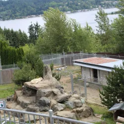 Cougar Mountain Zoo - Bellevue