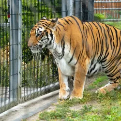 Cougar Mountain Zoo - Bellevue