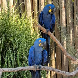 Cougar Mountain Zoo - Bellevue