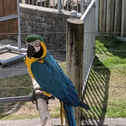 Cougar Mountain Zoo - Bellevue