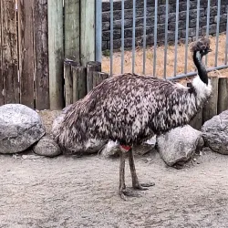 Cougar Mountain Zoo - Bellevue