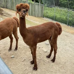 Cougar Mountain Zoo - Bellevue