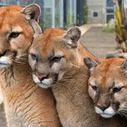 Cougar Mountain Zoo - Bellevue