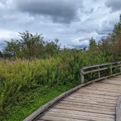 Mercer Slough Nature Park - Bellevue