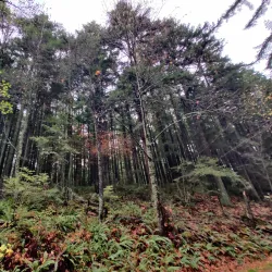 Sehome Hill Arboretum - Bellingham