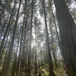 Sehome Hill Arboretum - Bellingham