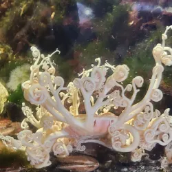 Marine Life Center - Blaine