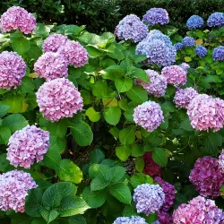 Allied Arts Park - Bonney Lake