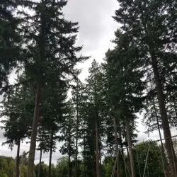 Bonney Lake Community Park - Bonney Lake