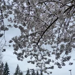 Bonney Lake Skate Park - Bonney Lake