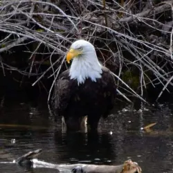Lake Tapps - Bonney Lake