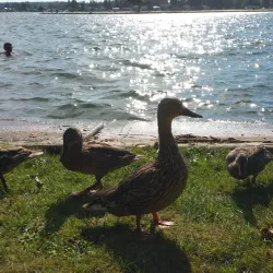 North Tapps Park - Bonney Lake