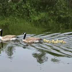 Sammamish River Trail - Bothell