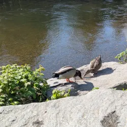 Sammamish River Trail - Bothell