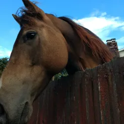 Brier Heritage Museum - Brier