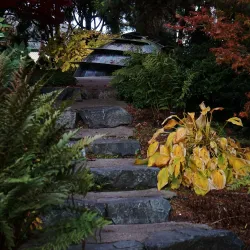 Everett Arboretum - Brier