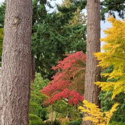 Everett Arboretum - Brier