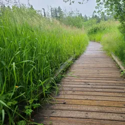 North Creek Park - Brier